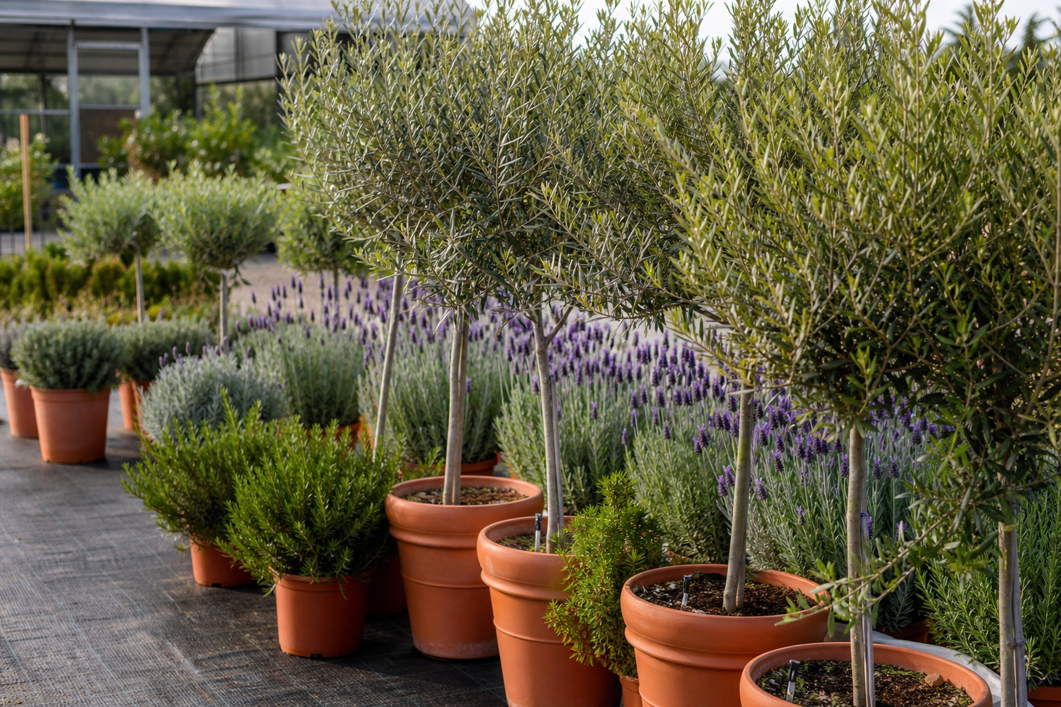 Vivero y plantas